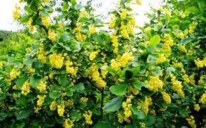 Барбарис амурский(Berberis amurensis)