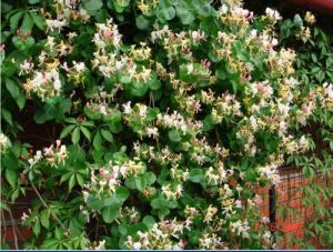 Жимолость каприфоль (Lonicera caprifolium)