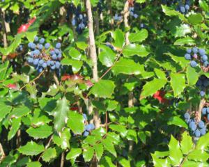 Магония падуболистная(Mahonia aquifolium); 40-60(см); С5