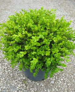 Самшит вечнозеленый (Buxus sempervirens)