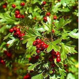 Боярышник однопестичный (Crataegus monogyna)