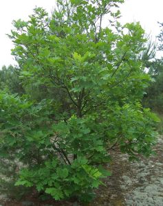 Дуб красный (Quercus rubra)  « Высота (см): 300-450; Возраст: 10-14; Упак.: ком; »