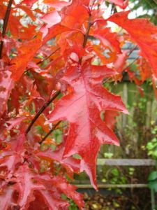 Дуб красный (Quercus rubra)  « Высота (см): 300-450; Возраст: 10-14; Упак.: ком; »
