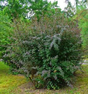 Барбарис обыкновенный (Berberis vulgaris)