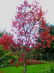 Боярышник Максимовича(Crataegus maximowiczii)