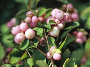 Снежноягодник округлый(Symphoricarpos orbiculatus); 30-40(см); C3