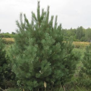 Сосна обыкновенная (Pinus sylvestris)  « Высота(см): 100-200; Упак.: ком; »