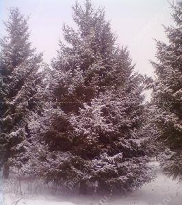 Eль oбыкновенная (Picea abies)  « Высота(см): 200-300; Упак.: ком; »