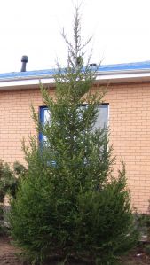 Eль oбыкновенная (Picea abies)  « Высота(см): 200-300; Упак.: ком; »