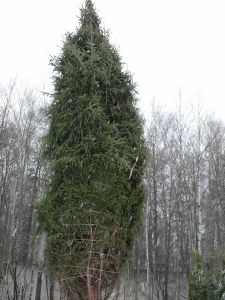 Eль oбыкновенная (Picea abies)  « Высота(см): 500-600(распродажа); Упак.: ком; »