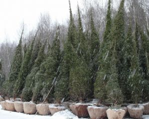 Eль oбыкновенная (Picea abies)  « Высота(см): 500-600(распродажа); Упак.: ком; »