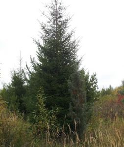 Eль oбыкновенная (Picea abies)  « Высота(см): 500-600(распродажа); Упак.: ком; »