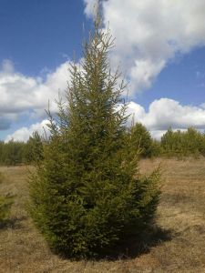 Eль oбыкновенная (Picea abies)  « Высота(см): 700-800(Распродажа!); Упак.: ком; »