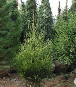 Eль oбыкновенная (Picea abies)  « Высота(см): 600-700; Упак.: Ком; »
