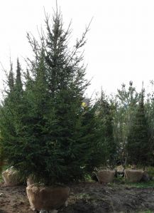 Eль oбыкновенная (Picea abies)  « Высота(см): 600-700; Упак.: Ком; »