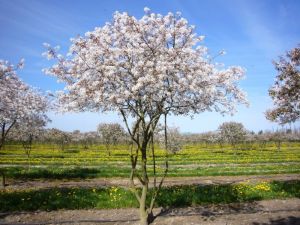 Ирга Ламарка (Amelanchier lamarckii)