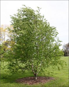 Береза бумажная (Betula papyrifera)