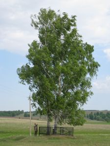 Береза пушистая (Betula pubescens)