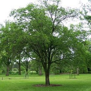 Вяз мелколистный (Ulmus parvifolia)