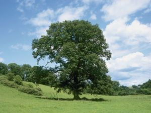 Дуб черешчатый (Quercus robur)