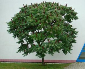 Сумах уксусный (Rhus typhina)