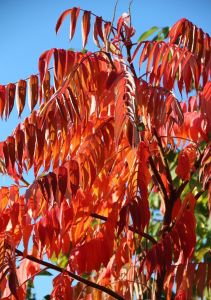 Сумах уксусный (Rhus typhina)