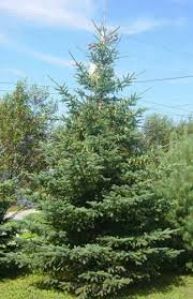 Ель Сизая Канадская(Picea canadensis )  « Высота(см): 400-500; Упак.: ком/сетка; »