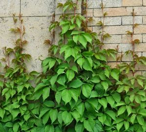 Партеноциссус пятилисточковый Мурорум (Parthenocissus quinquefolia var. murorum)