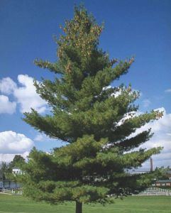 Сосна веймутова (Pinus strobus)