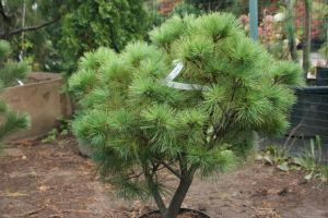 Сосна веймутова (Pinus strobus)