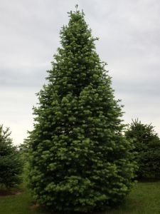 Пихта сибирская(Abies sibirica) « Высота(см): 200-300; »