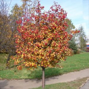 Рябина промежуточная (Sorbus intermedia)  « Высота(см): 100-120; »