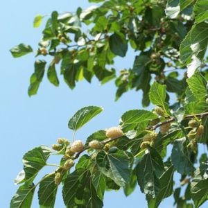 Шелковица белая (Morus alba)  « Высота(см): 150-250; Возр.(л): 5; »