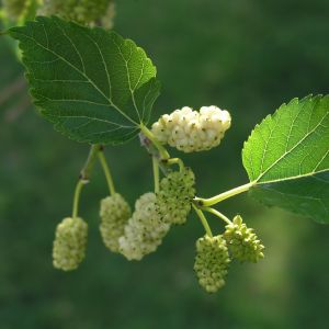 Шелковица белая (Morus alba)  « Высота(см): 150-250; Возр.(л): 5; »