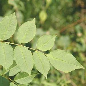 Ясень обыкновенный (Fraxinus excelsior)  « Высота(см): 150-200; Возр.(л): 6-7; »