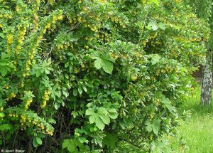 Барбарис обыкновенный (Berberis vulgaris) « Высота(см): 100-150; »
