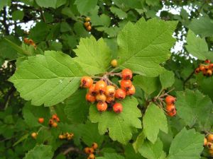 Боярышник Максимовича(Crataegus maximowiczii) « Высота(см): 60-80; »