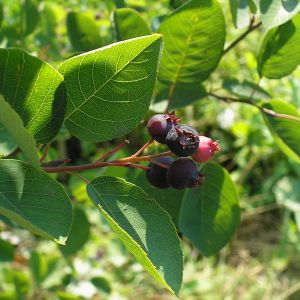 Ирга колосистая (Amelanchier spicata) « Высота(см): 80-100; »