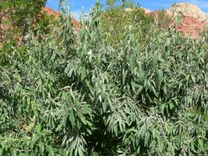 Лох узколистный (Elaeagnus angustifolia) « Высота(см): 60-80; »