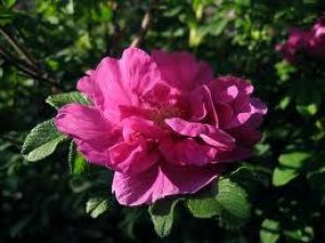 Роза морщинистая (шиповник) (Rosa rugosa)