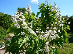 Катальпа гибридная   (Catalpa hybr.)