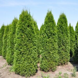 Туя западная Смарагд (Thuja occidentalis 