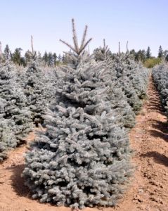 Ель колючая / голубая «Glauca» (Picea pungens 