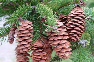 Ель Сизая Канадская(Picea canadensis )