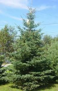 Ель Сизая Канадская(Picea canadensis )