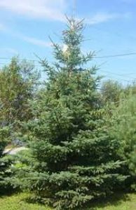 Ель Сизая Канадская(Picea canadensis )