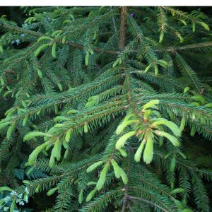 Ель корейская (Picea koraiēnsis)