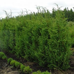 Можжевельник  чешуйчатый пирамидальный (Juniperus squamata)