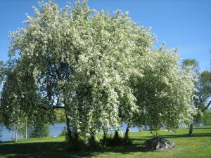 Черемуха обыкновенная MSt (Prunus Padus )
