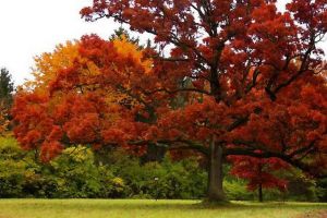 Дуб красный (Quercus rubra)